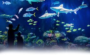 Wonders Of Wildlife Museum Aquarium Springfield Mo Wildlife Foundation Wildlife National Museum