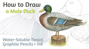 Pen and ink drawing is one of the most visually varied art practices in history. How To Draw A Duck With Ink And Water Soluble Tinted Graphite Pencils