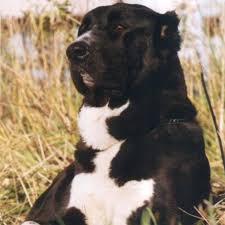 We breed to ensure diversity and sustainability of cas in this country as well as preservation of its unique qualities. Central Asian Shepherd Breed Guide Learn About The Central Asian Shepherd