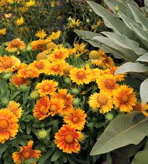 Pin On Gardening
