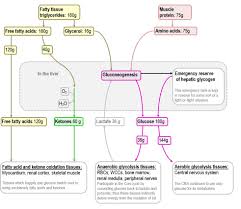 Check spelling or type a new query. Physiological Adaptation To Prolonged Starvation Deranged Physiology