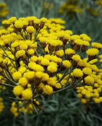 Image result for Helichrysum helvolum