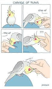Bird Bouncing Golf Ball Pin By Vigilance On I Miss My Bird In 2020 With Images Funny Parrots Funny Birds Cute Birds