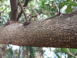 Image result for Acacia robusta