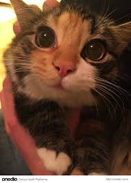 Kedi Seven Bir Insana Asik Olmaniz Icin 21 Sebep Sevimli Hayvan Yavrulari Hayvanlar Komik Hayvan