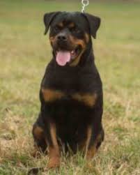 A rottweiler mix is not a purebred dog. Serbian Rottweiler Vs German Rottweiler L2sanpiero