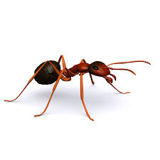 Free 3d Model Ant 3d Model Ants Model