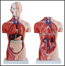 See more ideas about male torso, anatomy drawing, anatomy reference. Human 42cm Male Torso Anatomical Model Skeleton Medical Anatomy Ebay