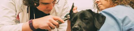 If you ever suspect your pet has dental disease, you should book a free consultation with your local animal trust vet or nurse to have it assessed. Pet Dental Care Near Me 18062 Macungie Animal Hospital