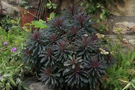 Image result for Euphorbia ugandensis