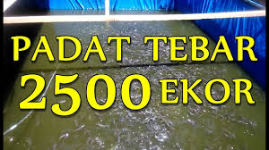 Padat Tebar 2500 Ekor Kolam Terpal 2 X 2 5 Meter Youtube