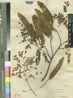 Image result for Acacia eriocarpa