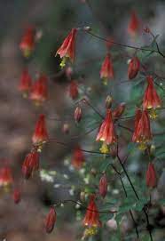 When grown carefully, gorilla glue auto flowers will be ripe, large and the plants can grow up to 2 meters tall. We Heart Native Plants Your Great Outdoors