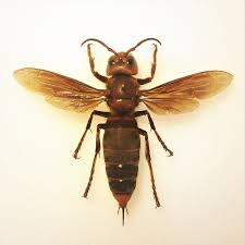 Asian Giant Hornet Wikipedia