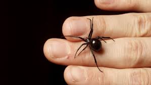 A radioactive spider bit him. Six Things You Believe About Spiders That Are Totally False