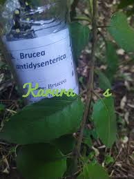 Image result for Brucea antidysenterica