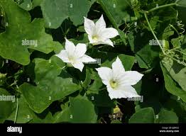 Image result for Coccinia sp. A