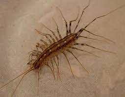 Indoors, centipedes may occur in damp areas of basements, closets, or bathrooms, or anywhere in the home where insects occur. House Centipede Mdc Discover Nature