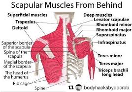 Pin On Occupational Therapy Ideas
