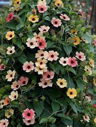 Pin On Grow Gardening Plants