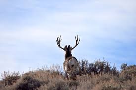 How to score your deer in the field (1) measure the inside spread at the widest point between the main beams. Field Judging Spread On A Mule Deer Buck Eastmans Official Blog Mule Deer Antelope Elk Hunting And Bowhunting Magazine Eastmans Hunting Journals