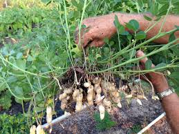 Peanuts are legumes so they are cultivated in a similar way to other legumes like peas or green beans. Peanuts Make Their Way To Northern Gardens Indiana Yard And Garden Purdue Consumer Horticulturepurdue University Indiana Yard And Garden Purdue Consumer Horticulture