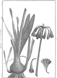 Image result for Prismatocarpus cordifolius