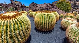 Golden barrel cactus adds rugged depth to the garden. Mexico Golden Barrel Cactus Echinocactus Grusonii Amf002875 Martin Moxter Westend61