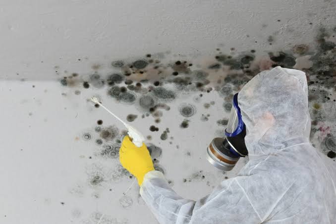 How Much Does Mold Remediation Usually Cost? - Kleen Breeze, Inc
