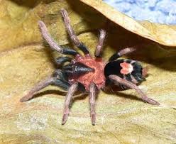 Trinidad Tiger Dwarf Rump So Adorable Tarantula Cyriocosmus Elegans My Spirit Animal