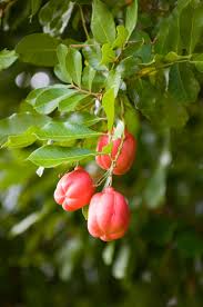 Pouteria campechiana (commonly known as the cupcake fruit or canistel) is an evergreen tree native to, and cultivated in, southern mexico, belize, guatemala, and el salvador. Canistel Description Range Facts Britannica