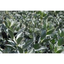 Image result for Podalyria