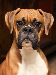 15 Tips For Traveling With Pets Boxer Dog Breed Boxer Dogs Boxer Puppies