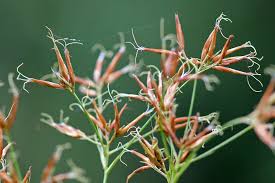 Image result for Rhynchospora brevirostris