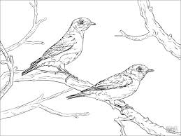 There are a few different kinds, eastern bluebirds, western bluebirds, mountain bluebirds, blue jays, indigo buntings, and more! Mountain Bluebird Coloring Page Coloringbay