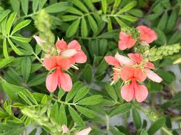 Image result for Indigofera filipes