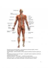 Ei sunt cei care se folosesc in timpul exercitiului fizic. Referat Sistemul Muscular 290210 Graduo