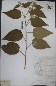 Image result for Triumfetta pilosa