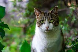 Gauri, lipika, ivan, ziva, brinda, and 850+ name choices for your furry cutie pie. 60 Exotic Cat Names Beautiful Unique Names For Your Cat