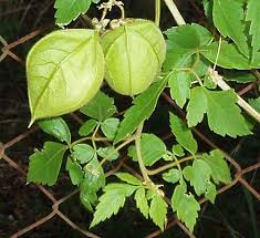 Image result for Cardiospermum grandiflorum