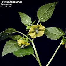 Image result for Solanaceae