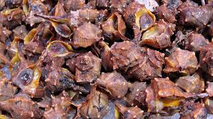 Image result for Micractis bojeri