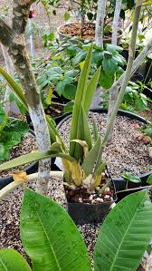 Image result for Eulophia petersii