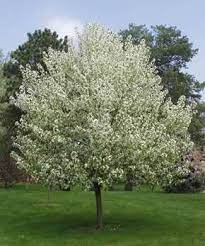 An occasional touch up, however, can encourage healthy new growth and help maintain an attractive silhouette. Oramental Trees Spring Snow Crab Spring Snow Crabapple Crabapple Tree White Flowering Trees