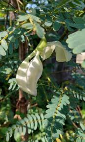 Image result for Sesbania tetraptera
