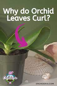 Why Do Orchid Leaves Curl And Twist 6 Reasons Remedies Orchideria Orchid Leaves Orchids Orchid Plant Care