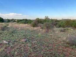 Image result for Chascanum hederaceum