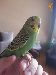 ayy kiyamam sunun durusuna bak 3 3 http bit ly 1wxapwh parakeet zebra finch birdy