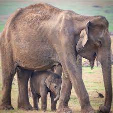 The Elephant Can Survive Only If The Forest Survive Keep Tagging Us To Get More Features Photographer Cre Wild Safari Animals Elephant Anatomy Elephant Love