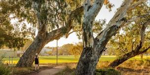 Eucalypts of Boorloo Perth with Malcolm French